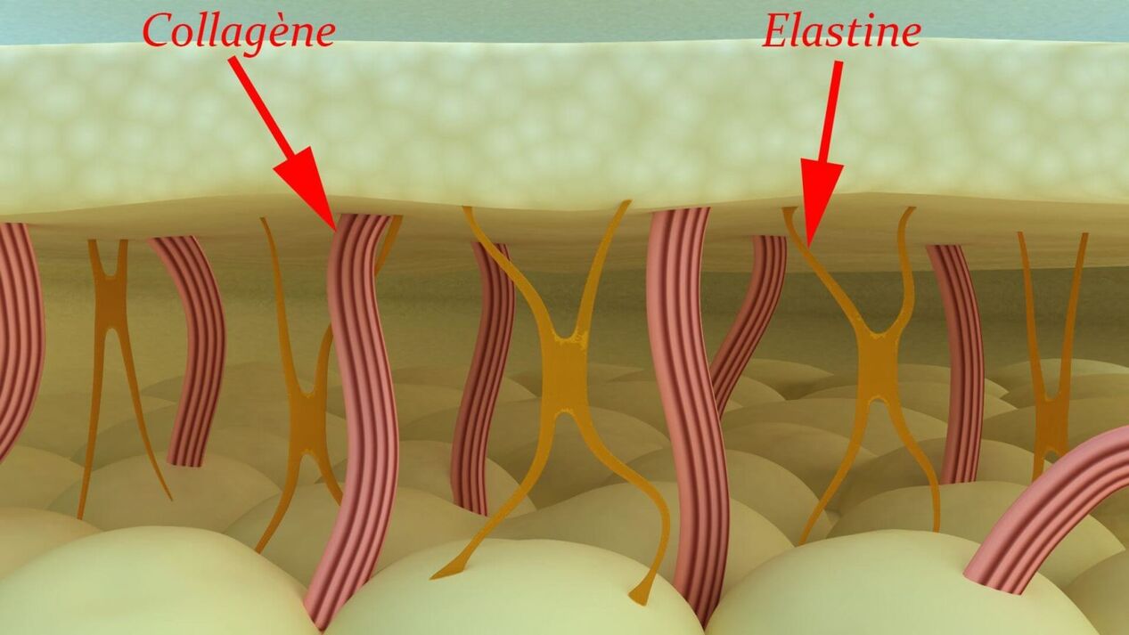 胶原蛋白和弹性蛋白 - 皮肤的结构蛋白
